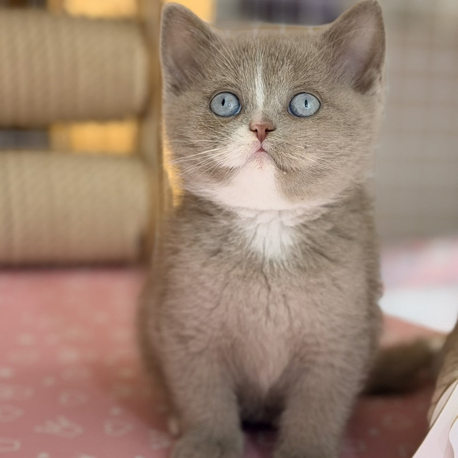 Solena British Shorthair female, lilac with white