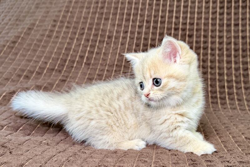 Marley Munchkin male, blue golden spotted tabby