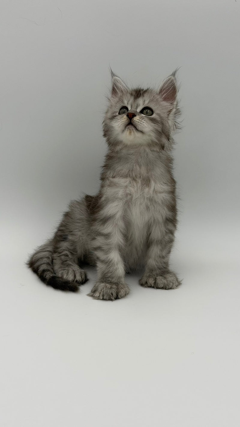 Marta Maine Coon polydactyl female, black silver spotted tabby