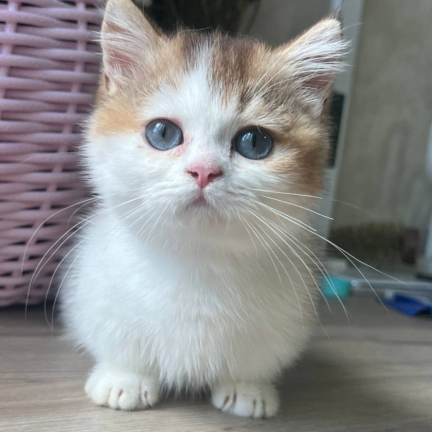 Bingo Munchkin male, chocolate ticked tabby harlequin