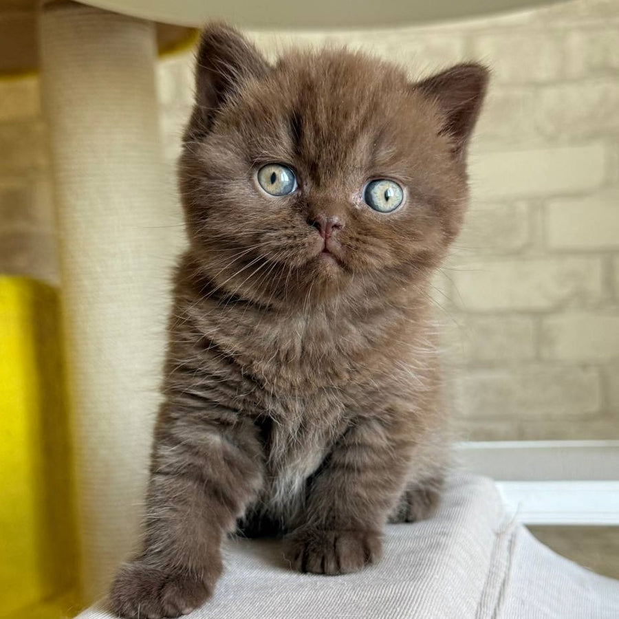 Bruno British Shorthair male, chocolate
