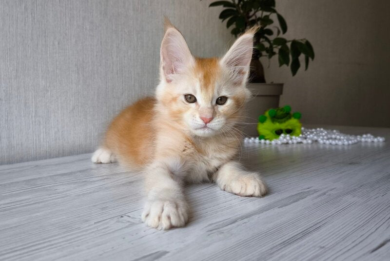 Dakota Maine Coon female, red silver ticked tabby