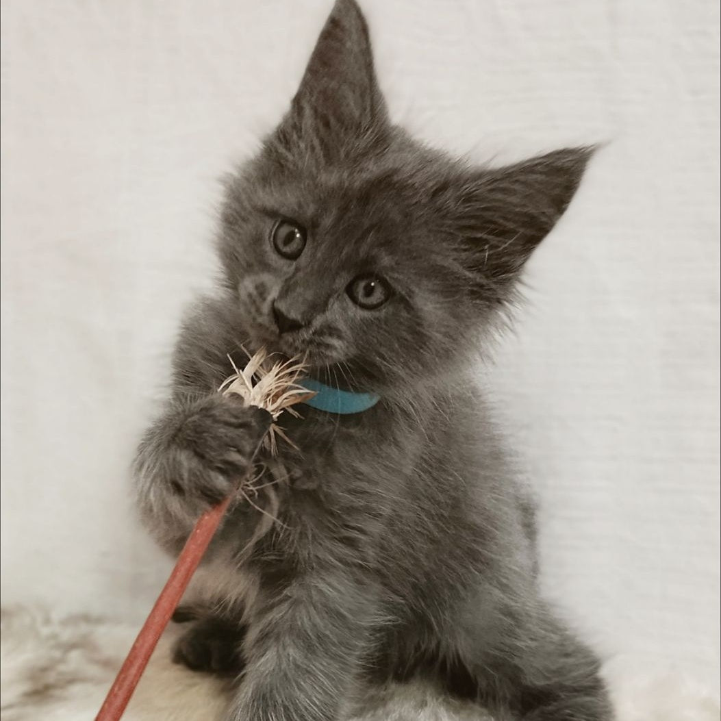 Favorite Maine Coon male, blue silver