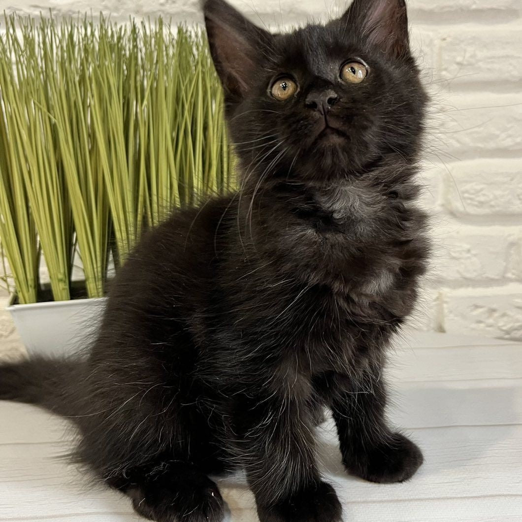 Jack Maine Coon male, black