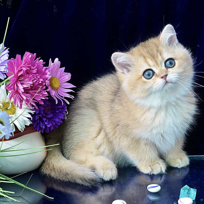 Rosalie British Shorthair female, chocolate golden shaded