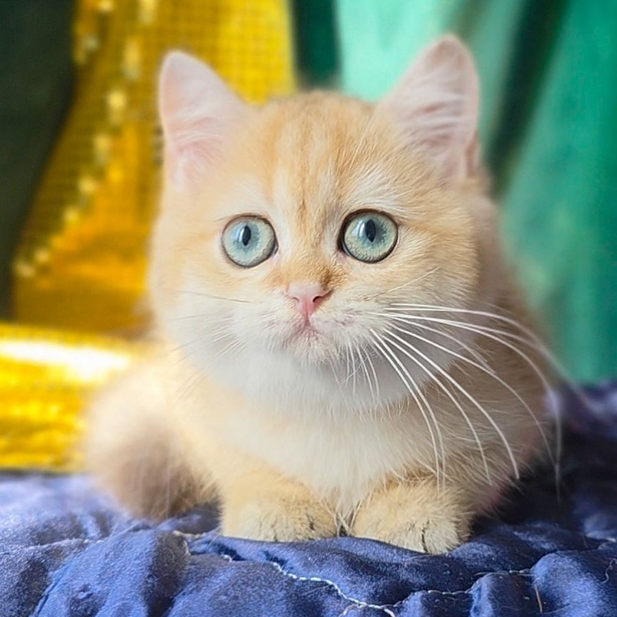 Trinity British Shorthair female, black golden shaded