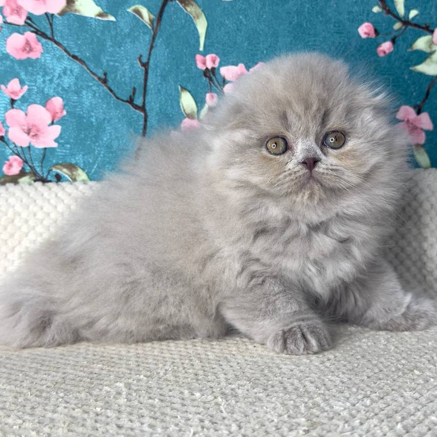 Kitty Scottish Fold female, lilac