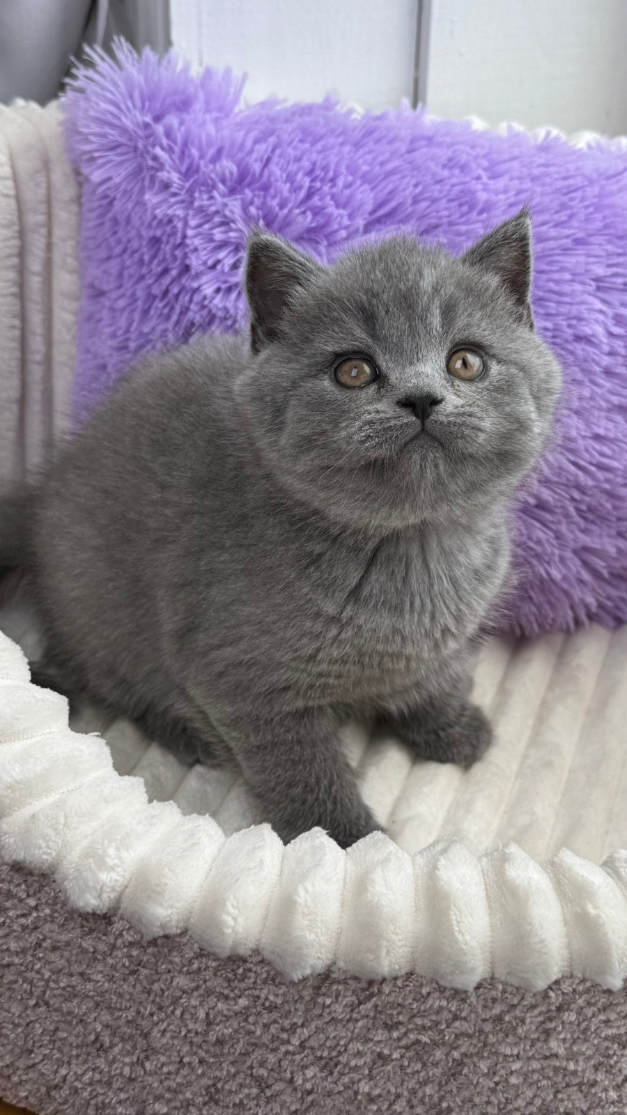 Aster Scottish Straight female, blue