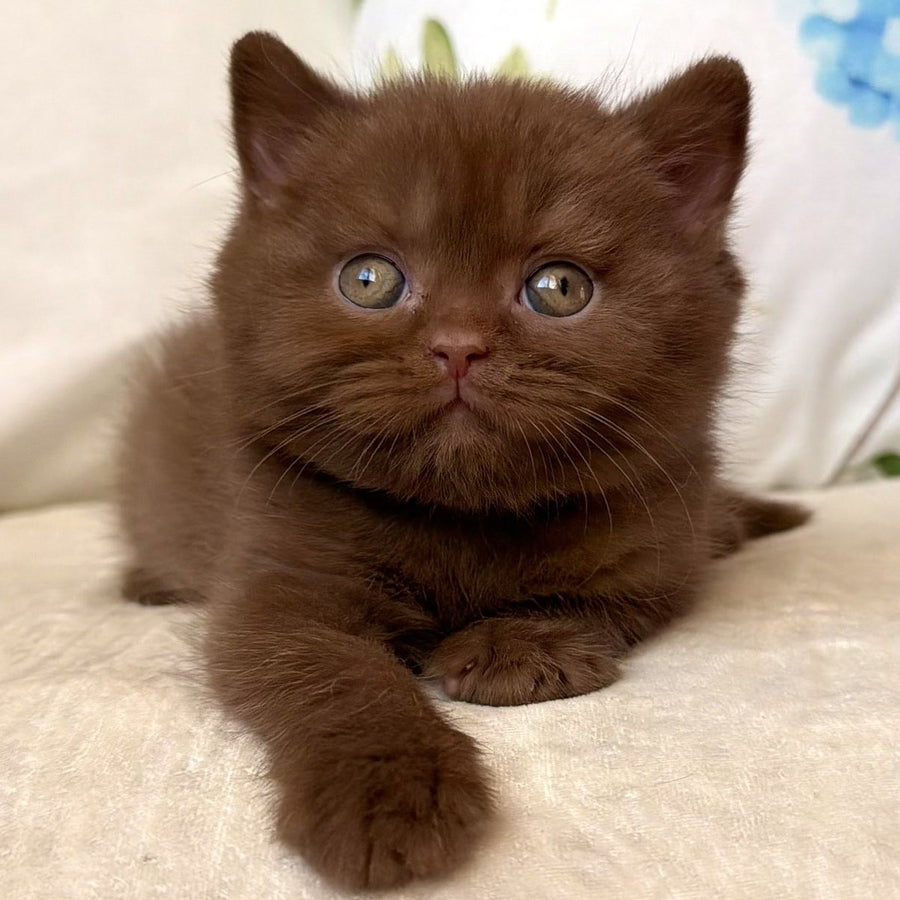 Amir British Shorthair male, cinnamon