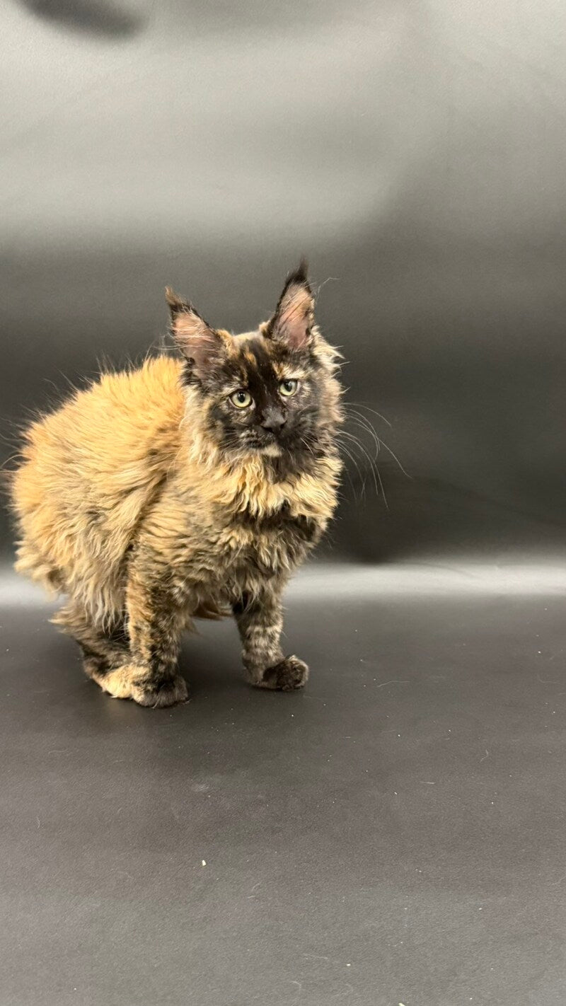 Wetta Maine Coon female black tortie - live animals