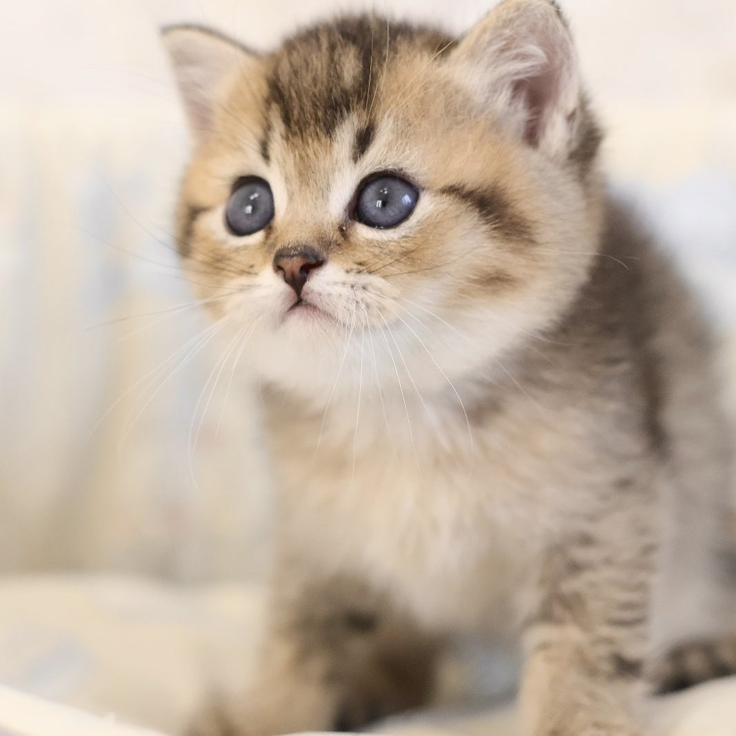 Edmond Scottish Straight male, black golden ticked tabby