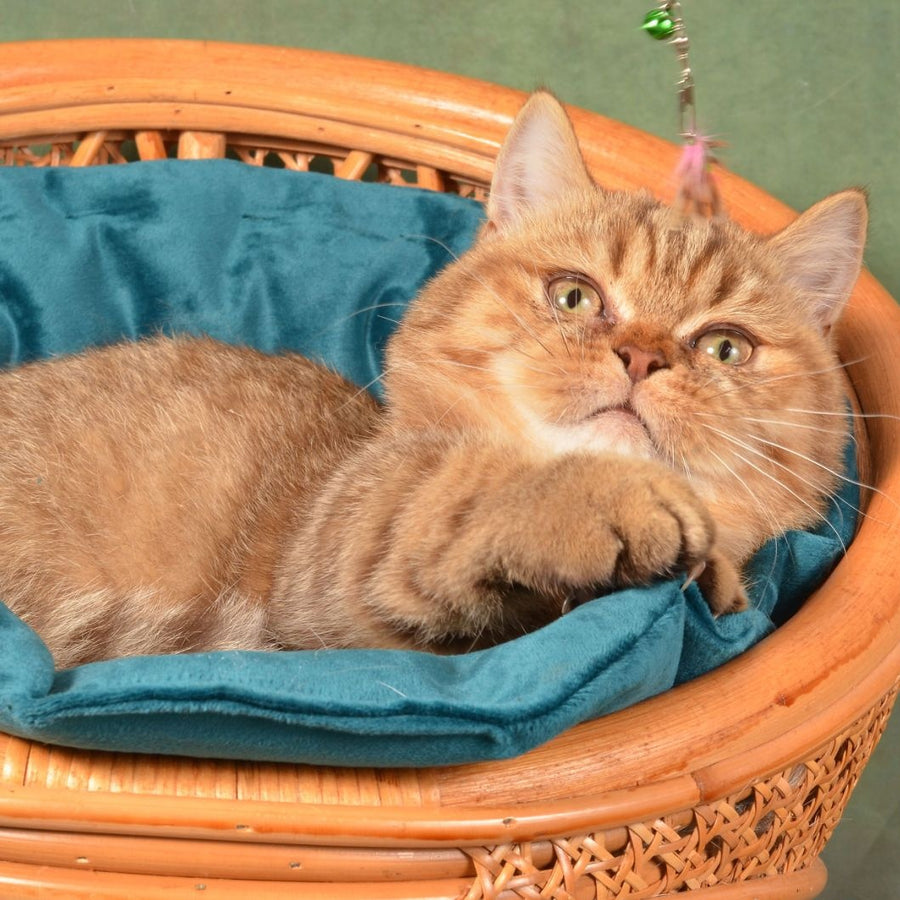 Holly Munchkin female, chocolate ticked tabby