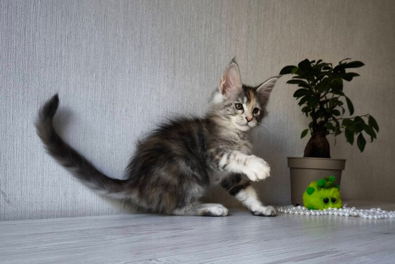 Dea Maine Coon female, black tortie silver spotted tabby