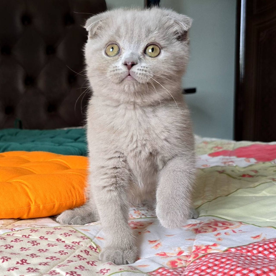 Codi Scottish Fold male, lilac