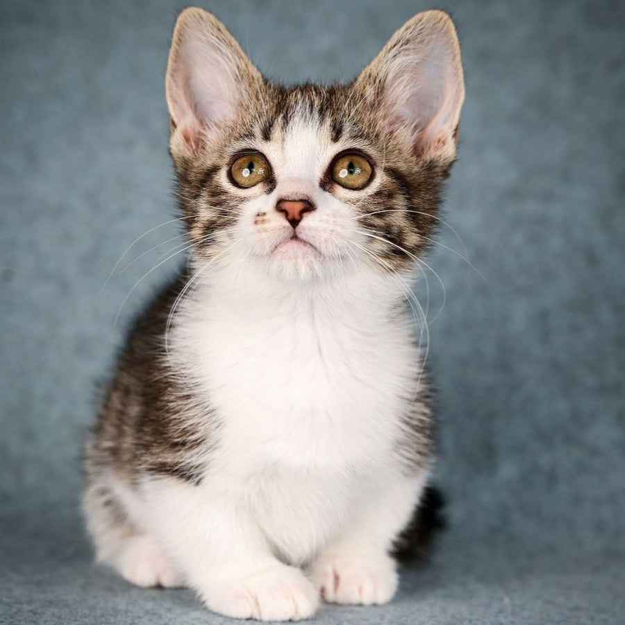 Klepa Munchkin female, black spotted tabby bicolour