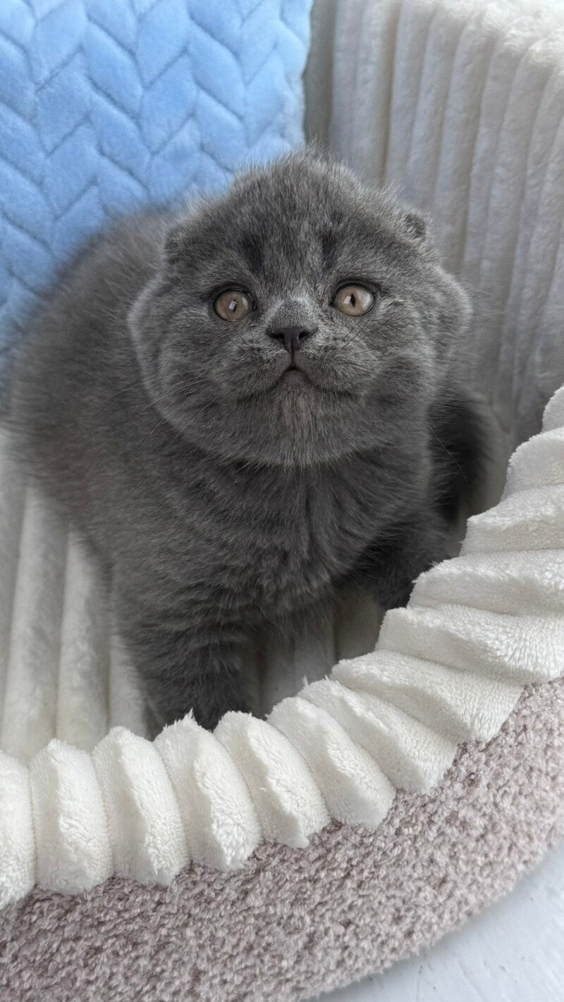 Alex Scottish Fold male, blue