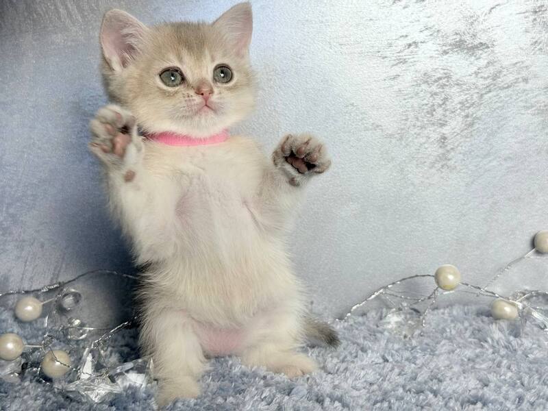 Elmira Scottish Straight female, blue golden shaded