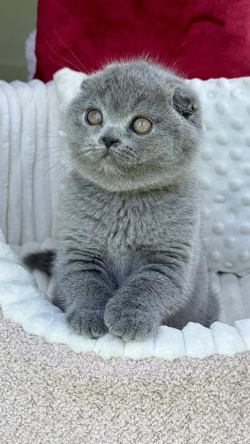 Toby Scottish Fold male, blue
