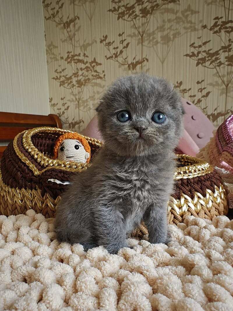 Unik Scottish Fold male, blue