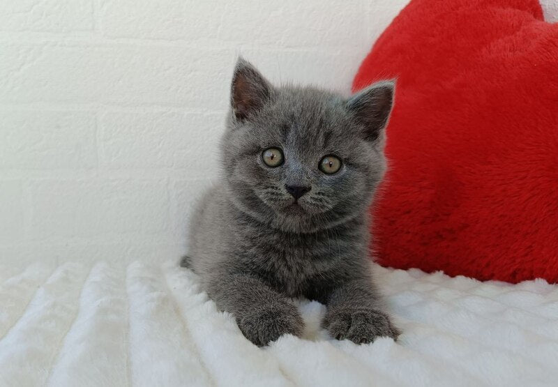 William Scottish Straight male blue - live animals