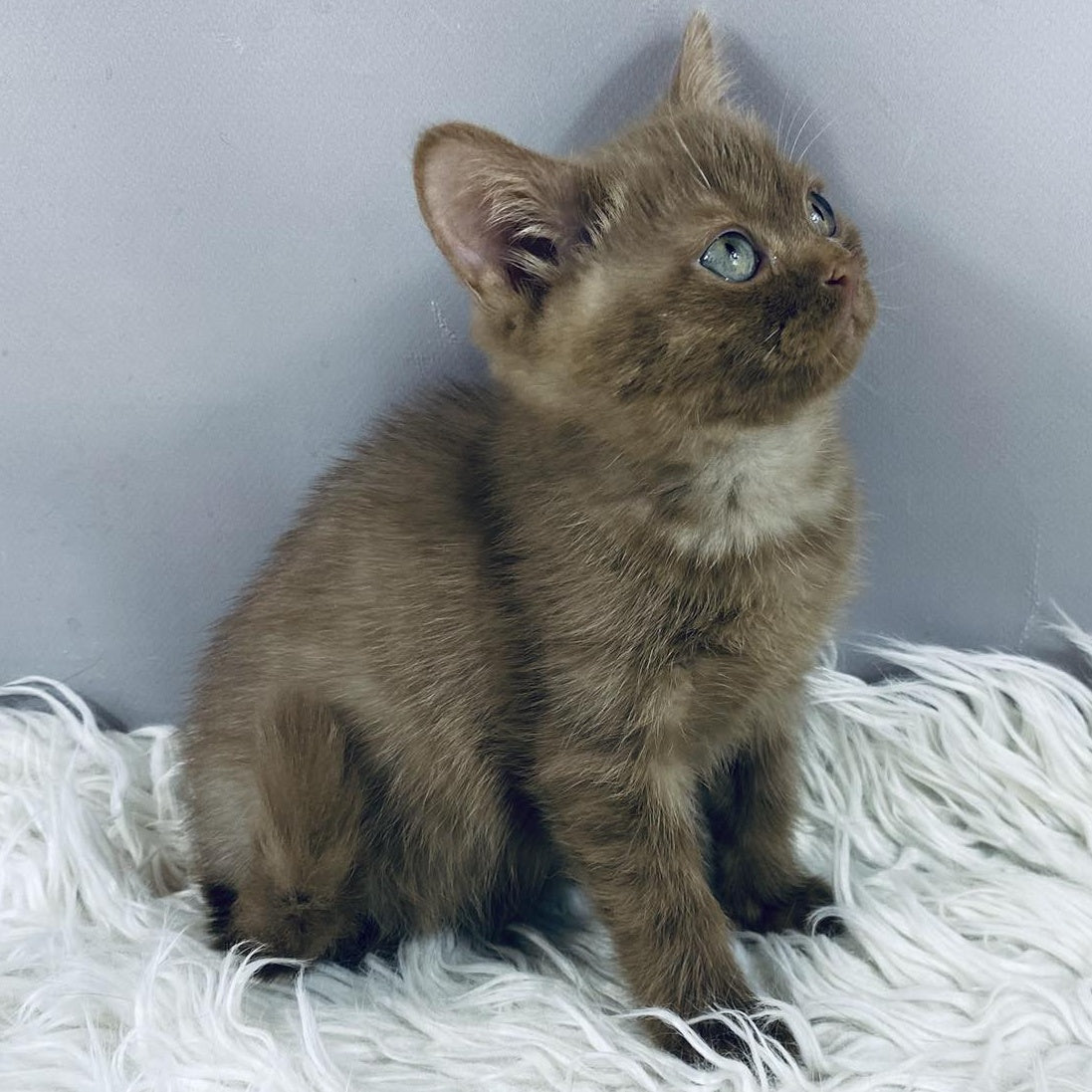 Indigo British Shorthair male, cinnamon