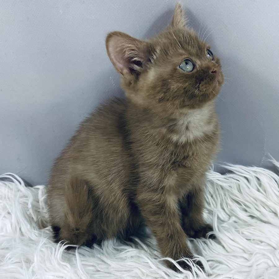 Indigo British Shorthair male, cinnamon