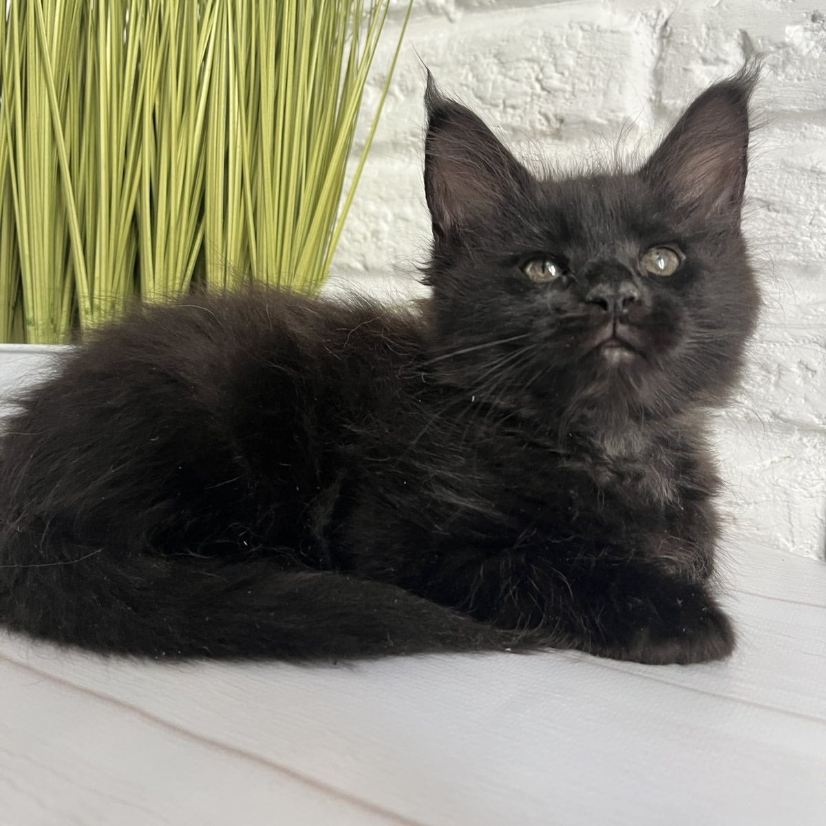 Kenzo Maine Coon male, black