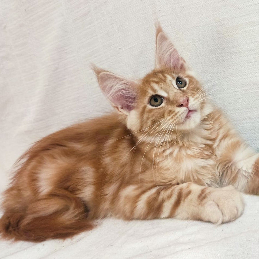 Kozak Maine Coon male, red silver tabby
