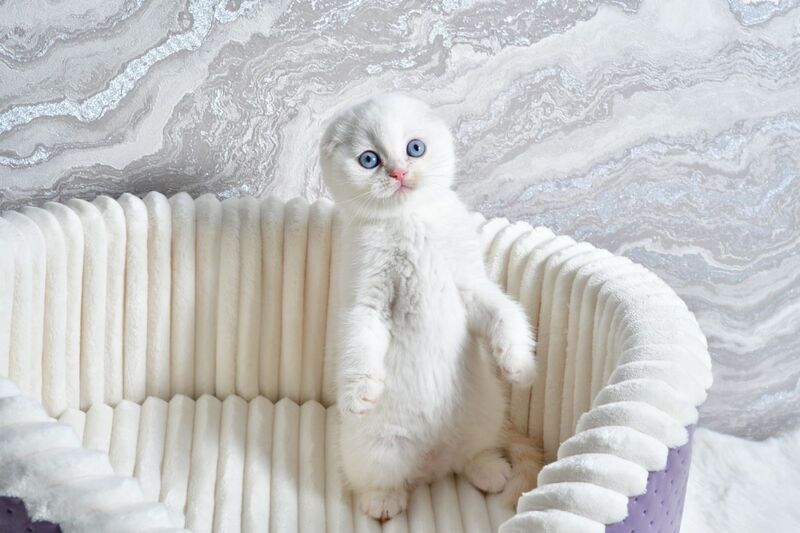 Jeff Scottish Fold male cream tabby pointed - live animals