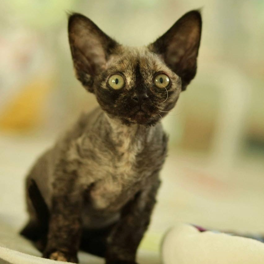 Polly Devon Rex female, black tortie