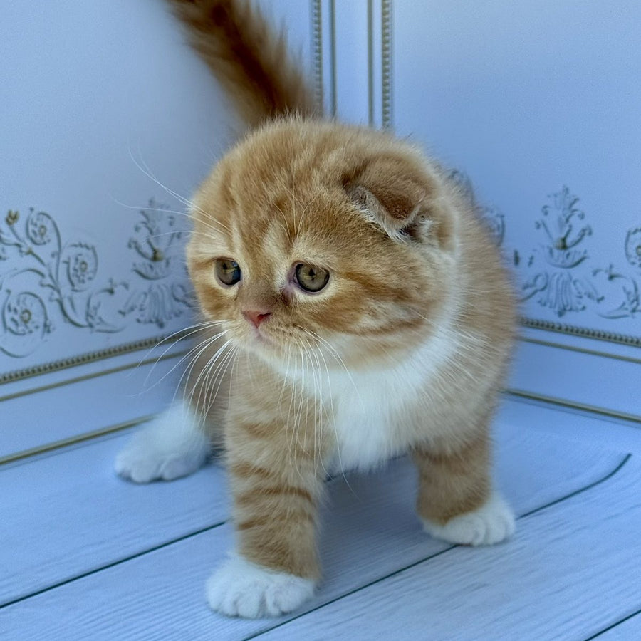 Van Gogh Scottish Fold male, red bicolour