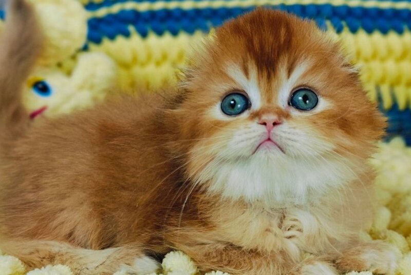 Bruno Scottish Fold male chocolate golden chinchilla live animals