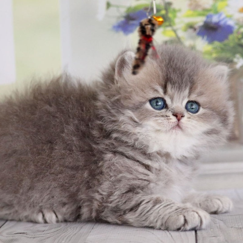 Ximena British Longhair female, blue golden shaded