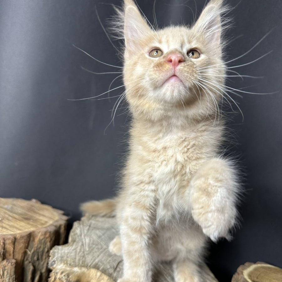 Pluto Maine Coon male, cream bicolour