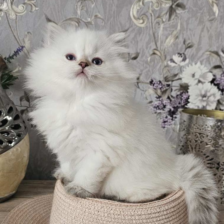 Alisa British Longhair female, black golden shaded pointed