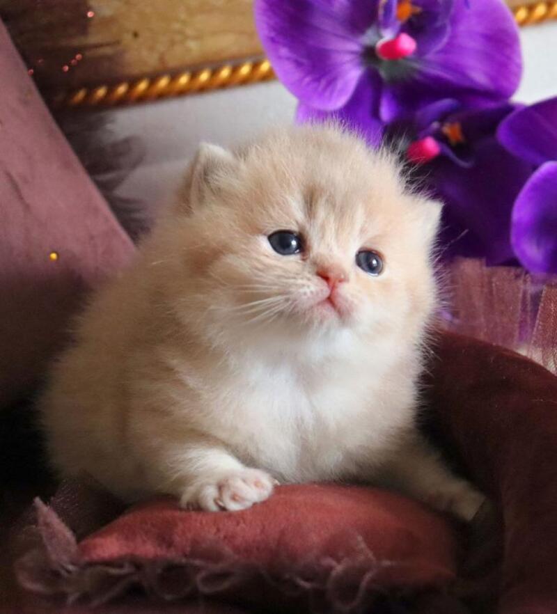 SunRey British Shorthair male lilac golden shaded - live animals
