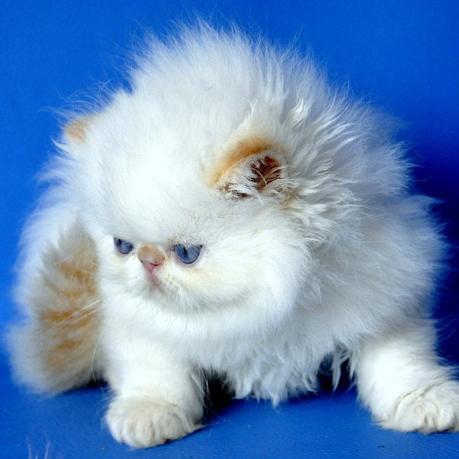 Sultan Persian male, red pointed