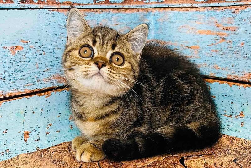 Bonita Scottish Straight female, black tabby