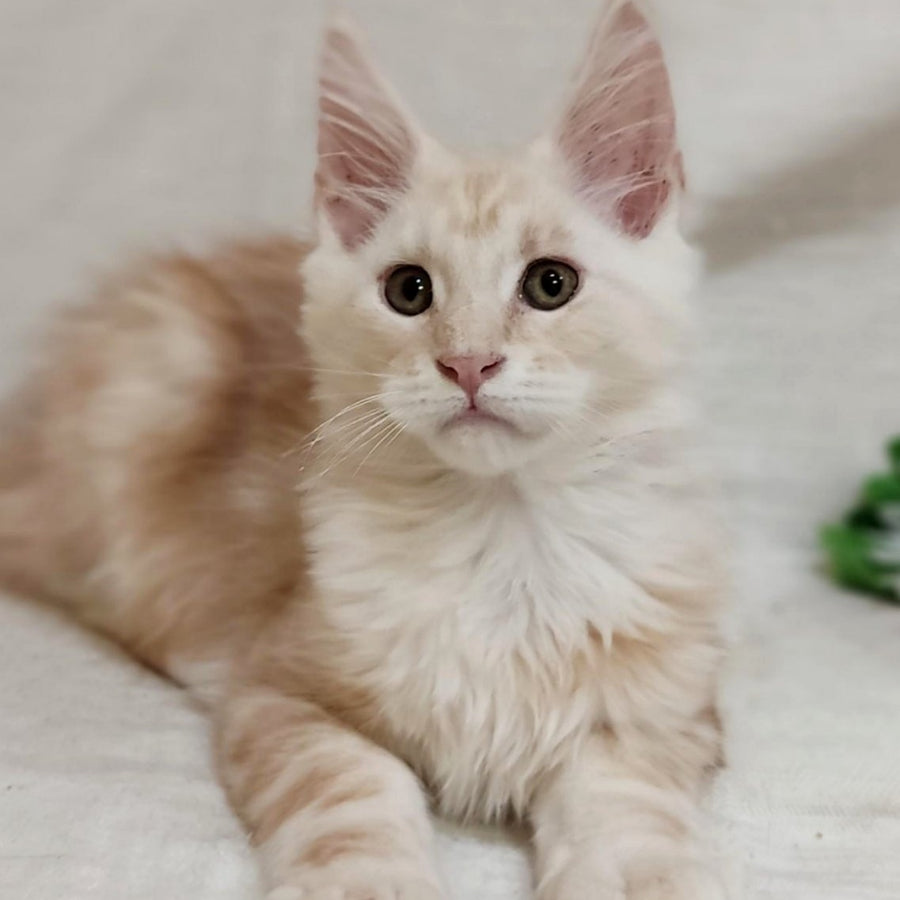 Korzhik Maine Coon male, red silver tabby