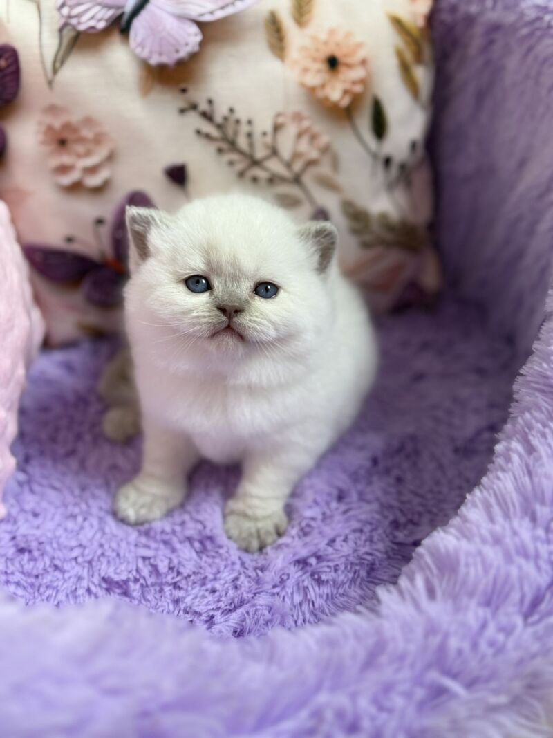 Beauty British Shorthair female fawn pointed - live animals