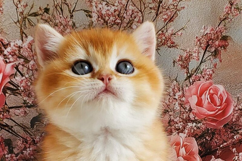 Jerry British Shorthair male, black golden shaded