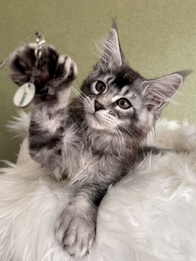 Orvel Maine Coon male polydactyl, black silver ticked tabby