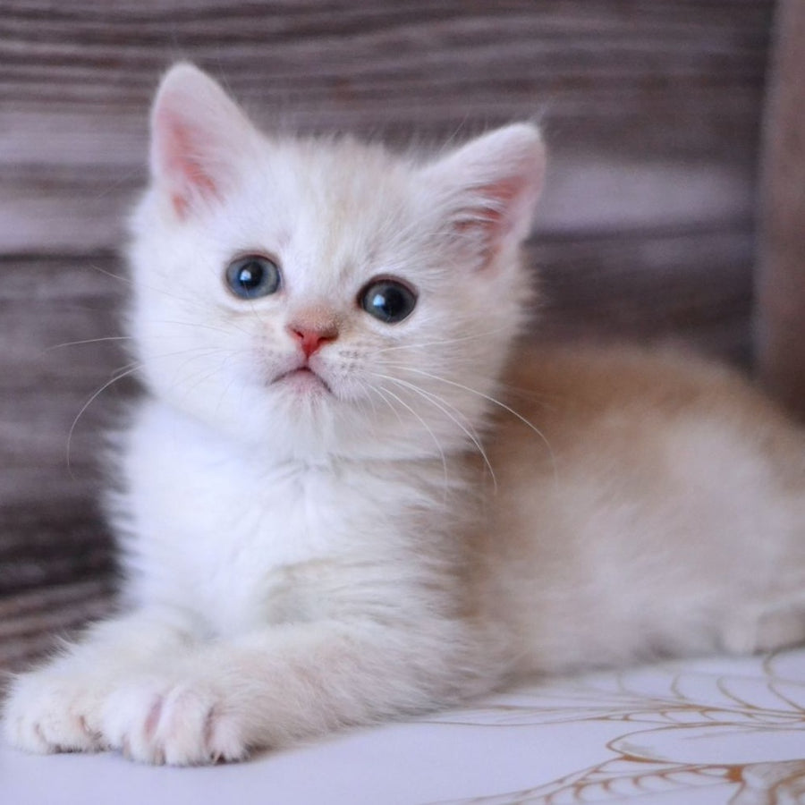 Hugo British Shorthair male, blue silver tabby