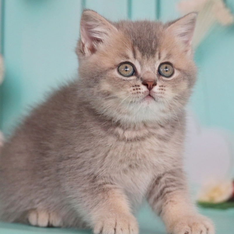Xavian British Shorthair male, blue golden ticked tabby