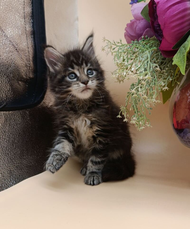 Dimitri Maine Coon male, black silver tabby