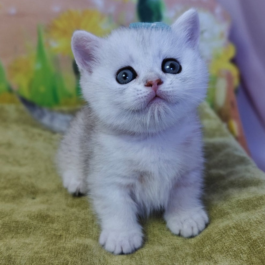 Ariel Munchkin female, black silver spotted tabby