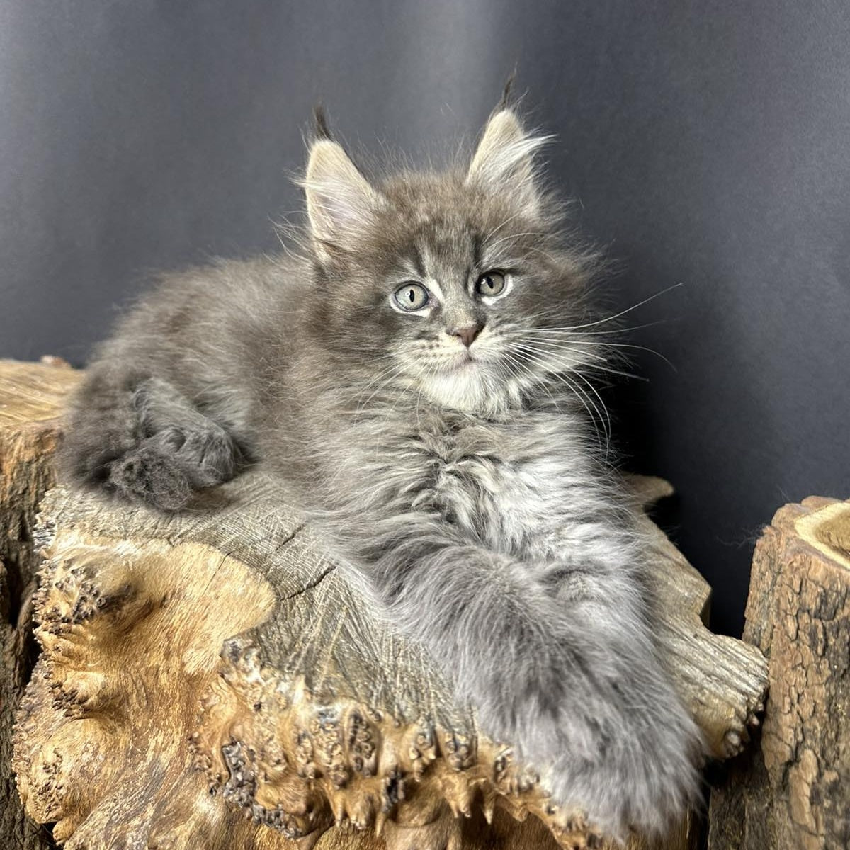 Sony Maine Coon female, blue silver ticked tabby