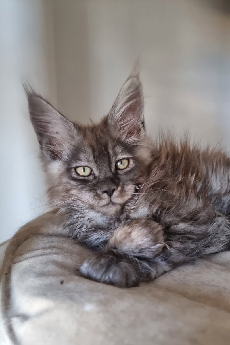Cassia Maine Coon female black silver - live animals