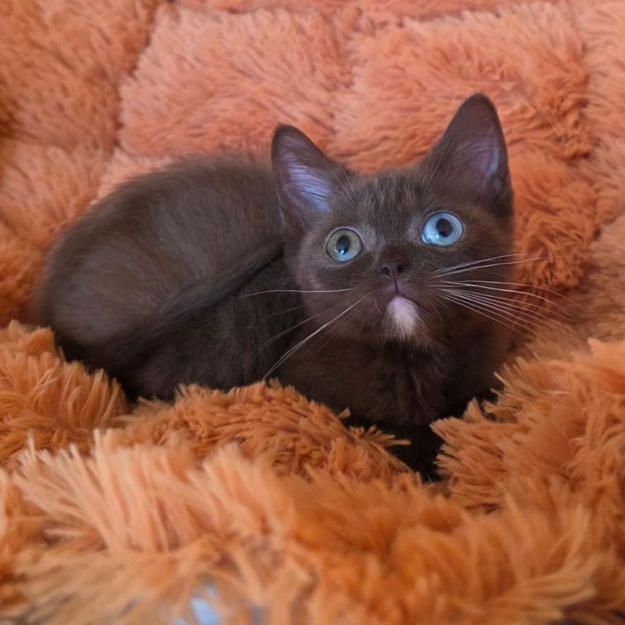 Dayzy British Shorthair male, chocolate with white
