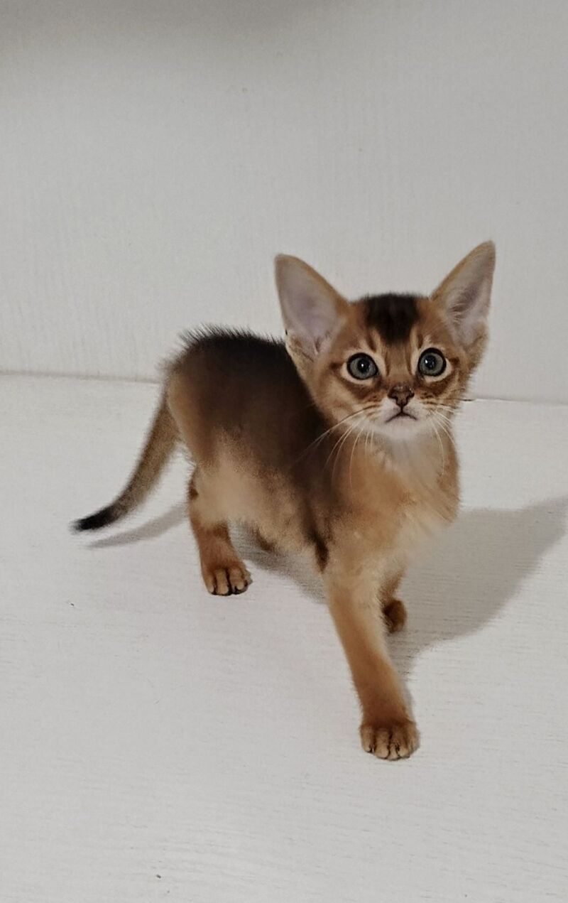 Gemma Abyssinian female ruddy - live animals